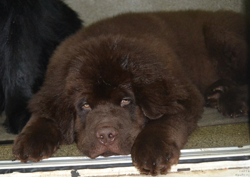 Фото: ньюфаундленд Нобл Кинг Май Лорд Симба