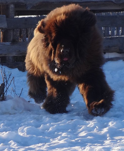 Фото: ньюфаундленд Ньюфорт Юрай Квин