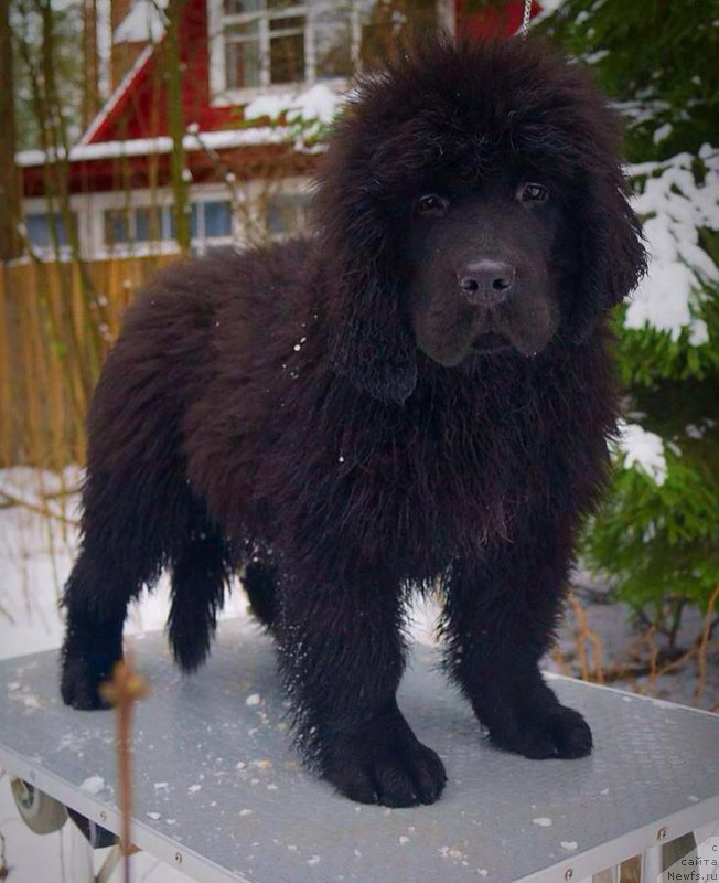 Фото: ньюфаундленд Смигар Эврисинг из Посибл (Smigar Everything iz Possible)