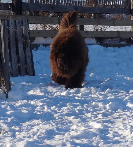 Фото: ньюфаундленд Ньюфорт Юрай Квин