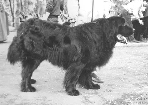 Фото: ньюфаундленд Инсар Алсей