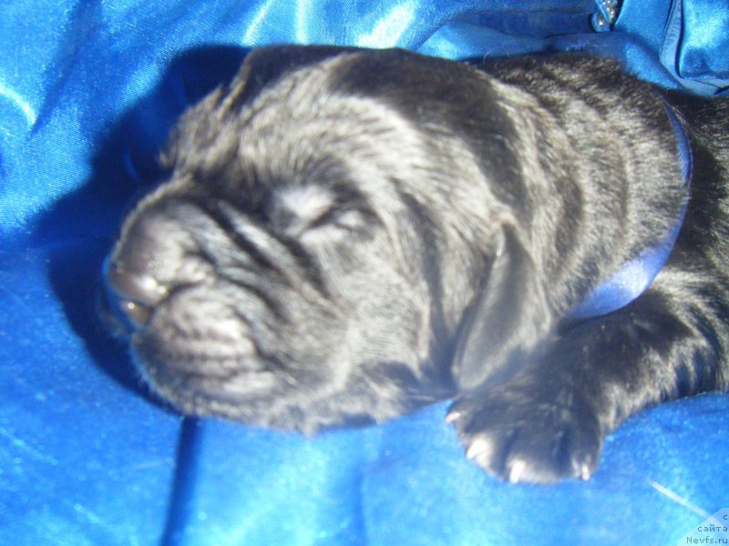 Фото: Дети, ньюфаундленд Bella Donna Barbaresco Super Mishka, ньюфаундленд On Aroll Midnight Bear