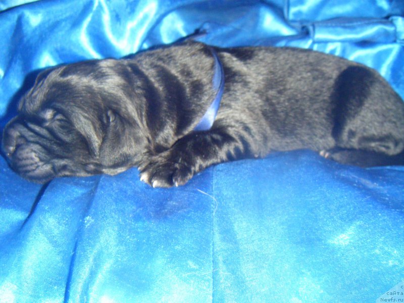 Фото: Дети, ньюфаундленд Bella Donna Barbaresco Super Mishka, ньюфаундленд On Aroll Midnight Bear