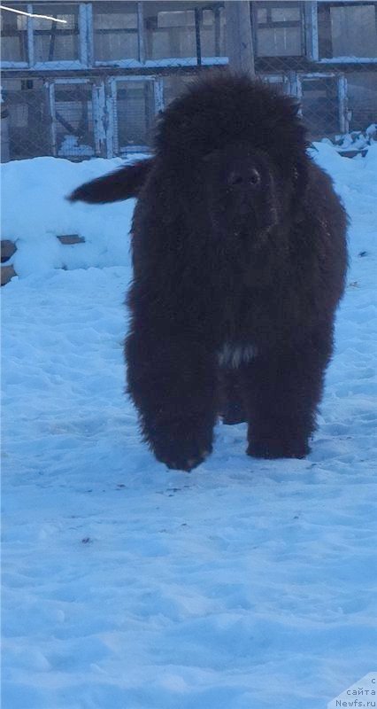 Фото: ньюфаундленд Ньюфорт Астон Мартин для С'Нежной Вьюги