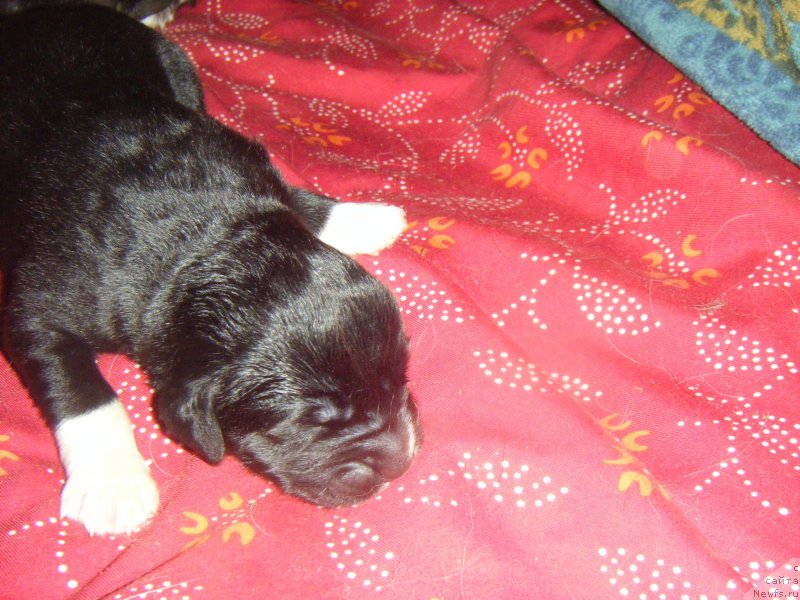 Фото: Дети, ньюфаундленд Bella Donna Barbaresco Super Mishka, ньюфаундленд On Aroll Midnight Bear