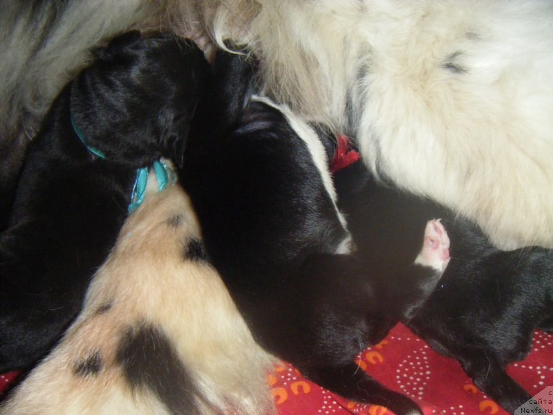 Фото: Дети, ньюфаундленд Bella Donna Barbaresco Super Mishka, ньюфаундленд On Aroll Midnight Bear