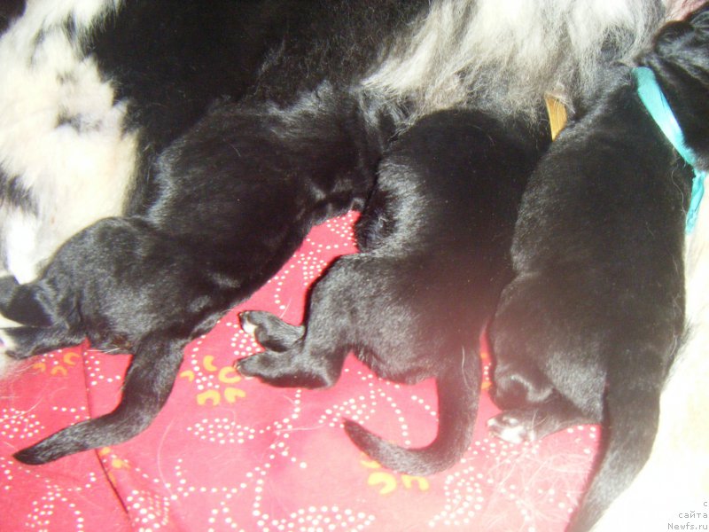 Фото: Дети, ньюфаундленд Bella Donna Barbaresco Super Mishka, ньюфаундленд On Aroll Midnight Bear