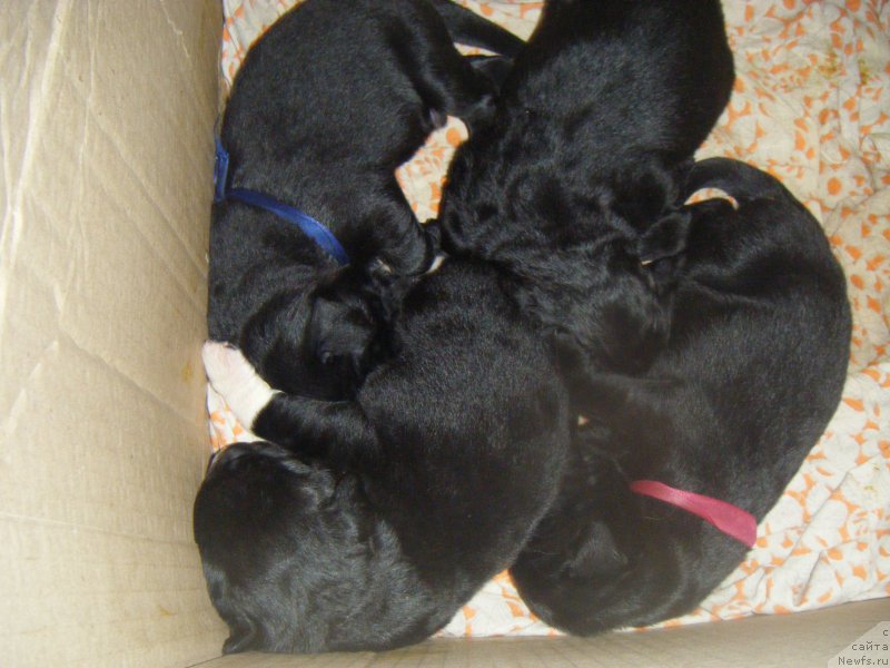 Фото: Щенки, ньюфаундленд Bella Donna Barbaresco Super Mishka, ньюфаундленд On Aroll Midnight Bear