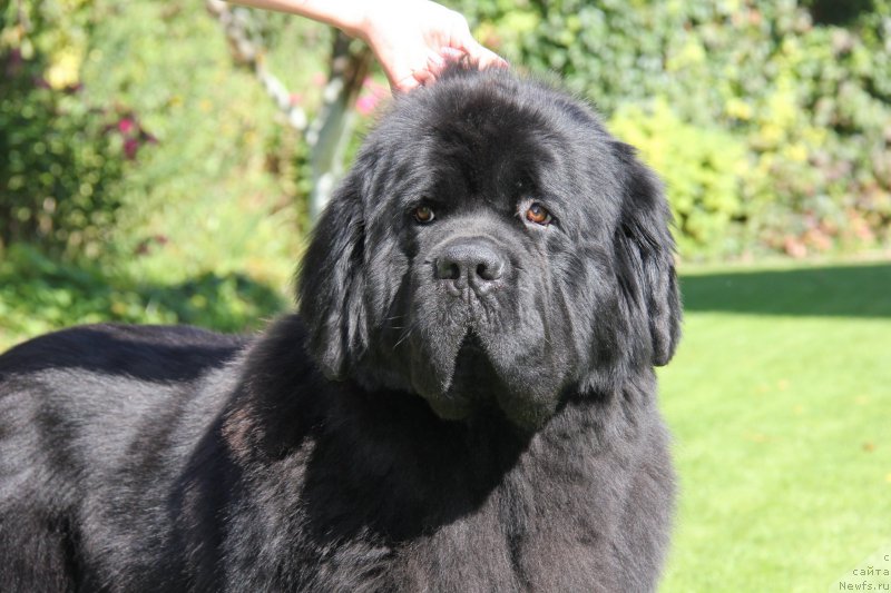 Фото: ньюфаундленд Джо Стар (Dzho Star)