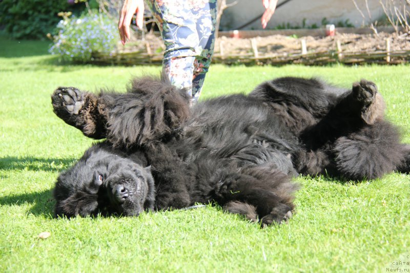 Фото: ньюфаундленд Джо Стар (Dzho Star)