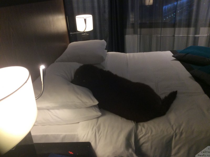 Фото: ньюфаундленд Нобл Кинг Май Лорд Симба