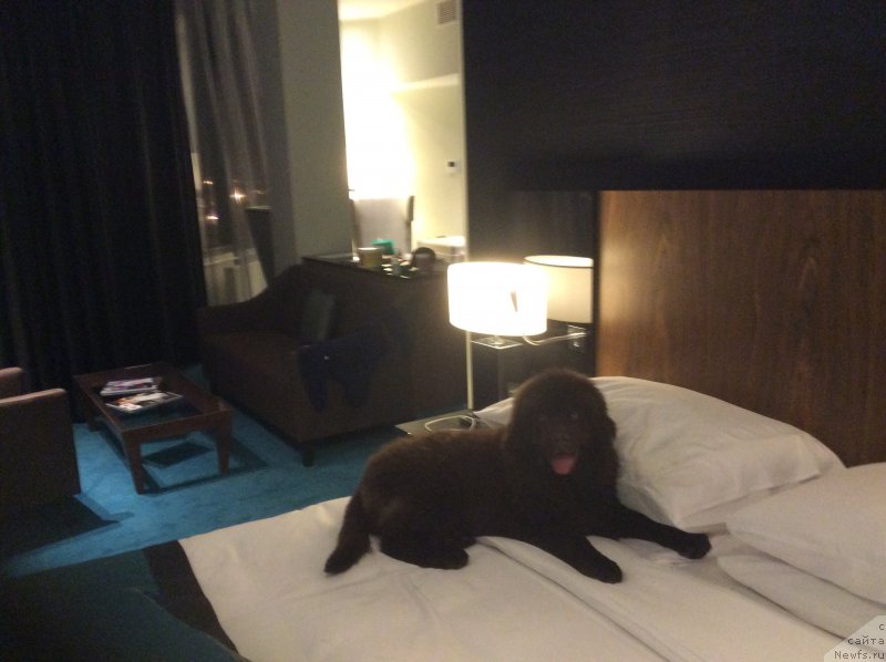 Фото: ньюфаундленд Нобл Кинг Май Лорд Симба