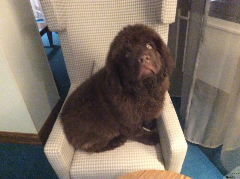 Фото: ньюфаундленд Нобл Кинг Май Лорд Симба