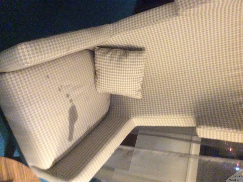 Фото: ньюфаундленд Нобл Кинг Май Лорд Симба