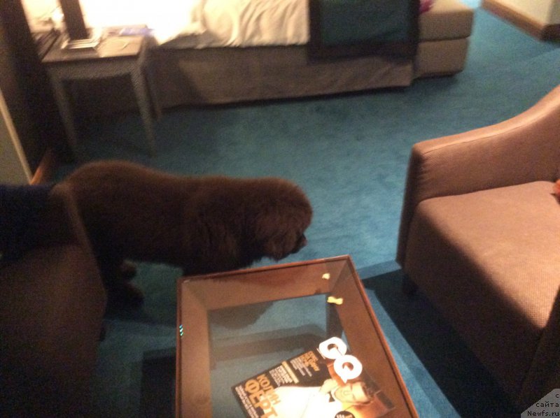 Фото: ньюфаундленд Нобл Кинг Май Лорд Симба