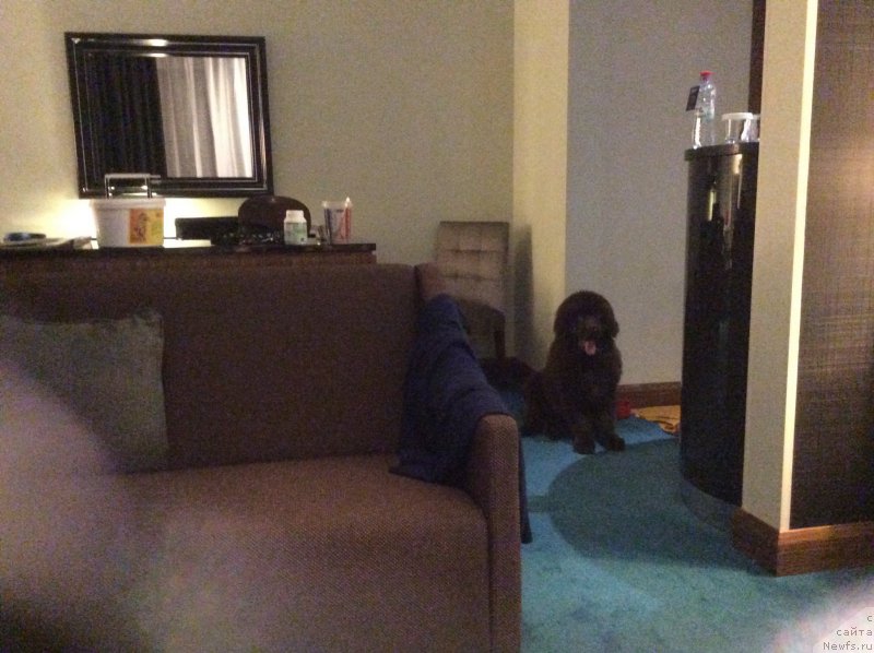 Фото: ньюфаундленд Нобл Кинг Май Лорд Симба