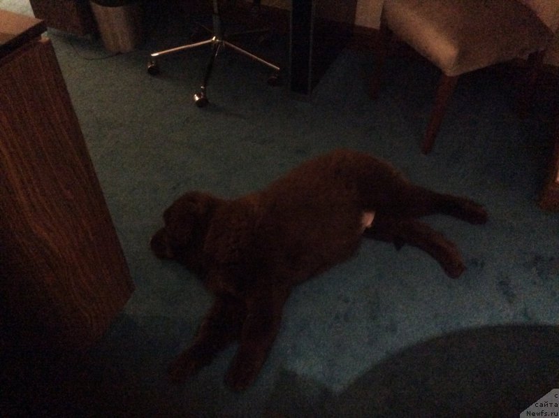 Фото: ньюфаундленд Нобл Кинг Май Лорд Симба