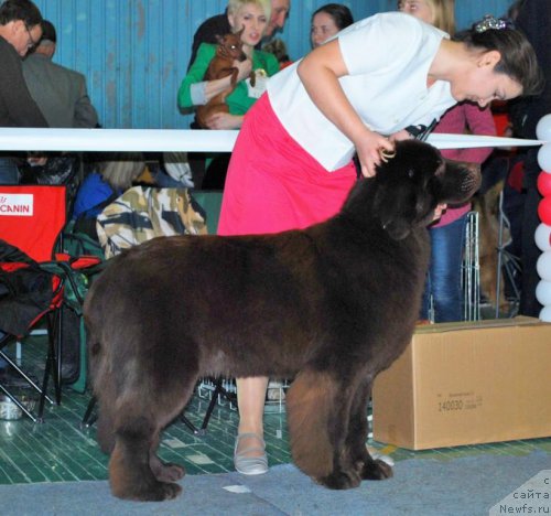 Фото: ньюфаундленд Ньюфорт Юника