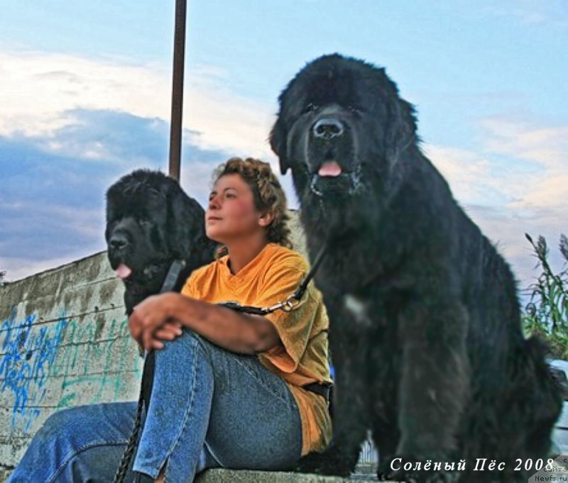 Фото: ньюфаундленд Талула Белл (Talula Bell), ньюфаундленд Потап Фидель, Анна Ковалёва