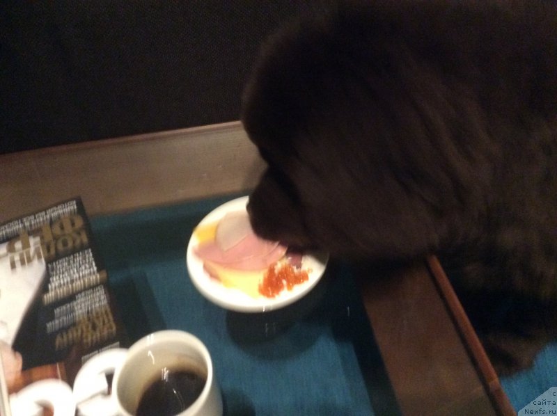 Фото: ньюфаундленд Нобл Кинг Май Лорд Симба