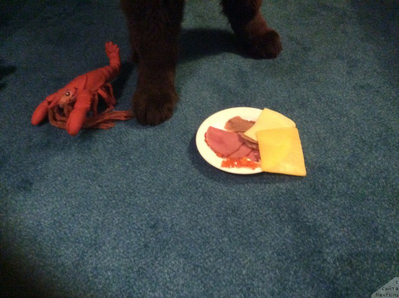 Фото: ньюфаундленд Нобл Кинг Май Лорд Симба