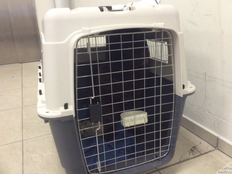 Фото: ньюфаундленд Нобл Кинг Май Лорд Симба