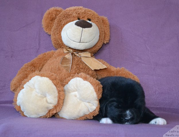 Фотография № 173751