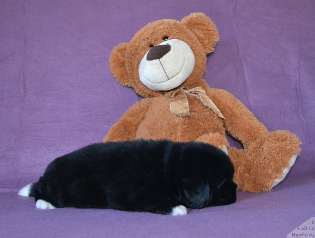 Фотография № 173753