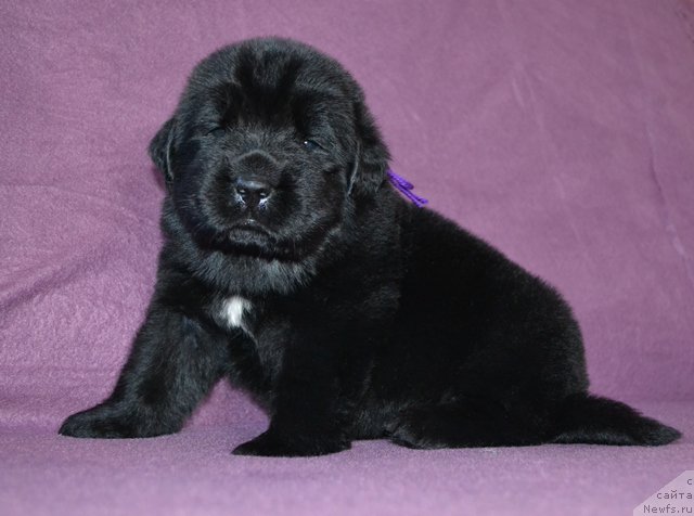 Фотография № 173759