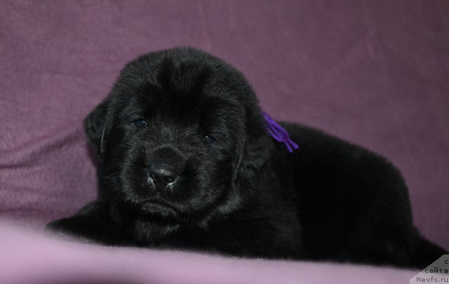 Фотография № 173760