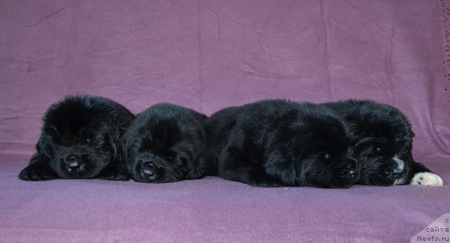 Фотография № 173763