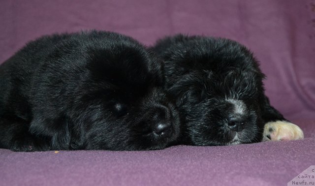 Фотография № 173764