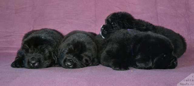 Фотография № 173765