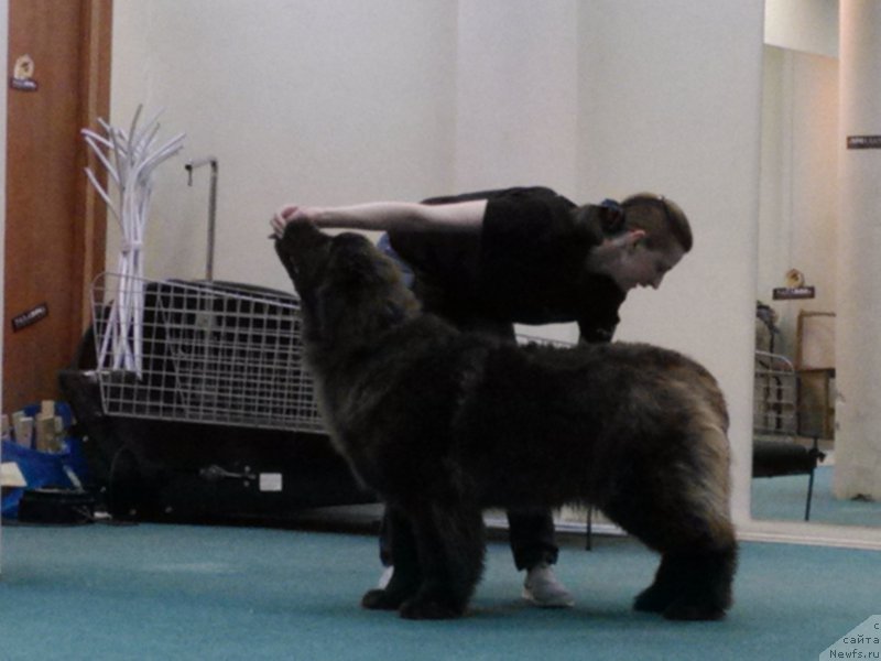 Фото: ньюфаундленд Браунблад МСК Хаким Голд Хайдар (Brownblood MSK Hakim Gold Haydar)