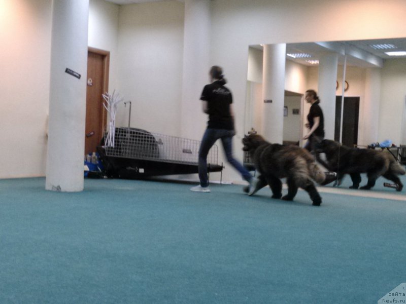 Фото: ньюфаундленд Браунблад МСК Хаким Голд Хайдар (Brownblood MSK Hakim Gold Haydar)