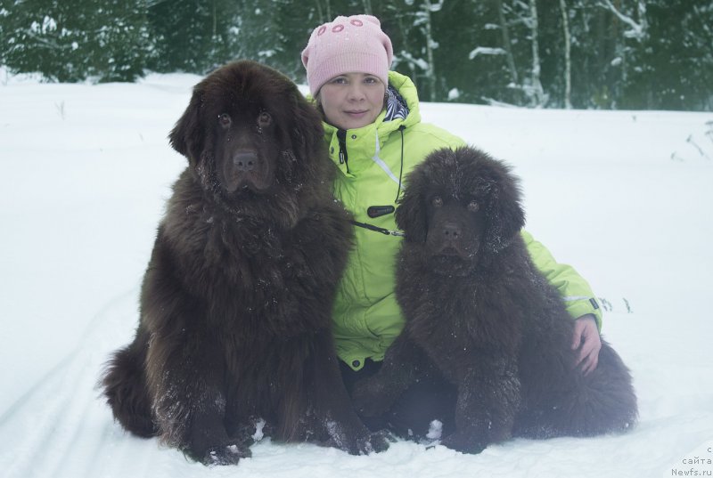 Фото: ньюфаундленд Наоми Таголири фор Браунблад (Naomi Tagoliri for Brouwnblood), ньюфаундленд Сверкающая Гора Машаме (Sverkayuzhaya Gora Mashame)