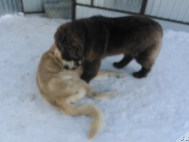 Фото: ньюфаундленд Браунблад МСК Хаким Голд Хайдар (Brownblood MSK Hakim Gold Haydar)