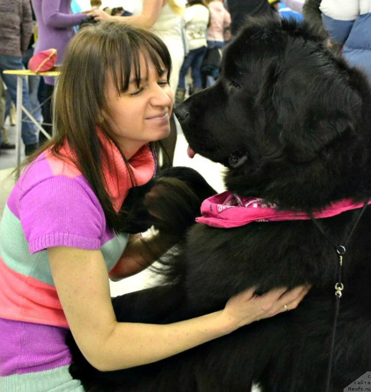 Фото: ньюфаундленд Смигар Ток ов Соул (Smigar Talk of Soul)