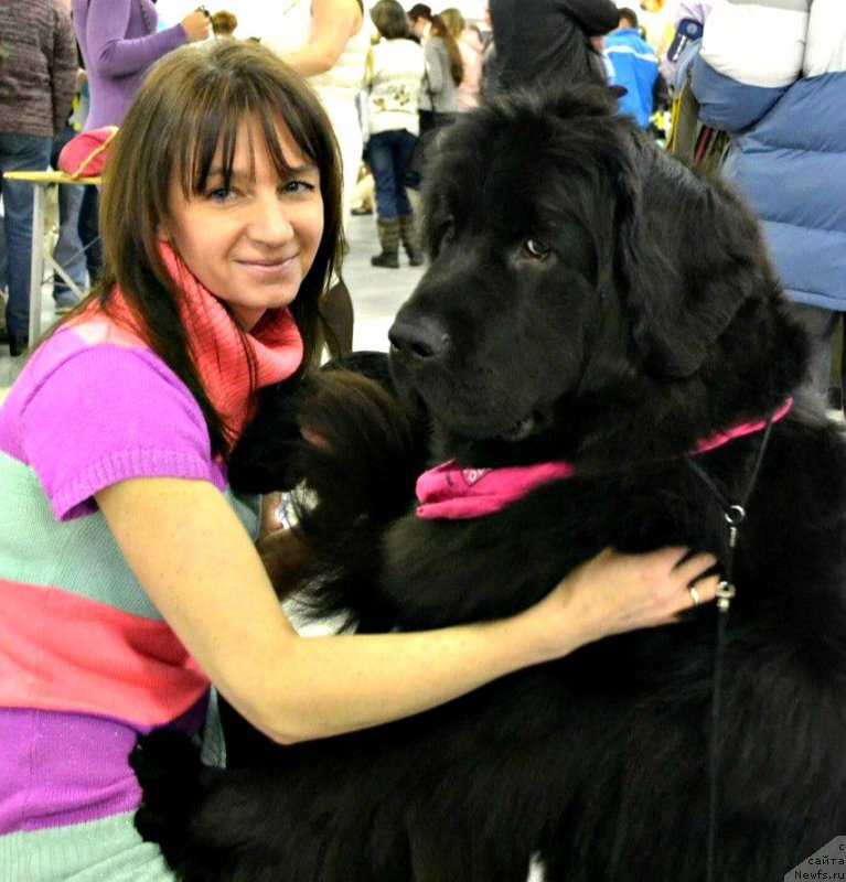 Фото: ньюфаундленд Смигар Ток ов Соул (Smigar Talk of Soul)