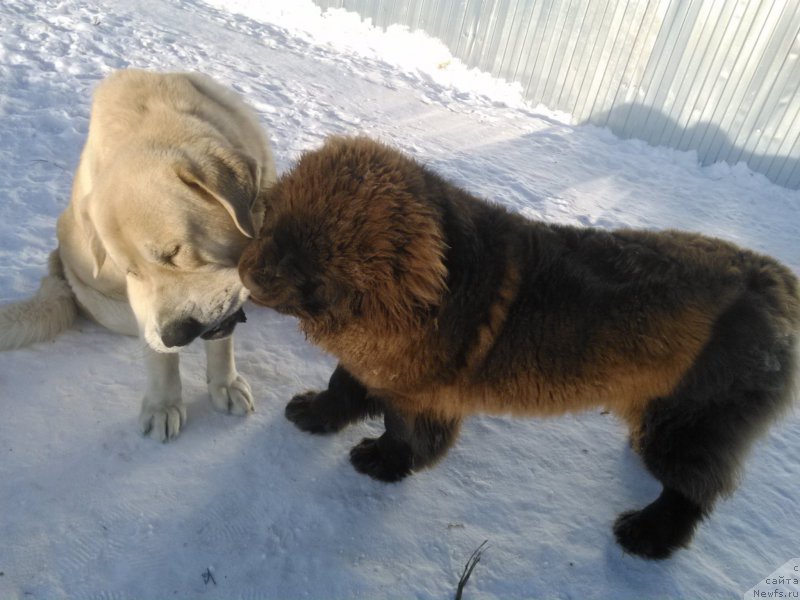 Фото: ньюфаундленд Браунблад МСК Хаким Голд Хайдар (Brownblood MSK Hakim Gold Haydar)