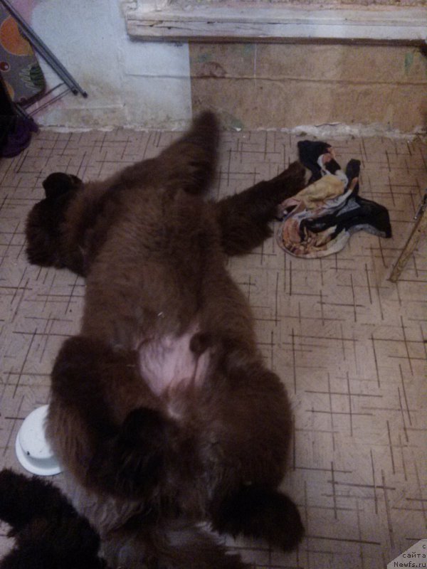 Фото: ньюфаундленд Браунблад МСК Хаким Голд Хайдар (Brownblood MSK Hakim Gold Haydar)