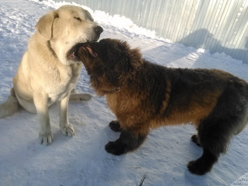 Фото: ньюфаундленд Браунблад МСК Хаким Голд Хайдар (Brownblood MSK Hakim Gold Haydar)