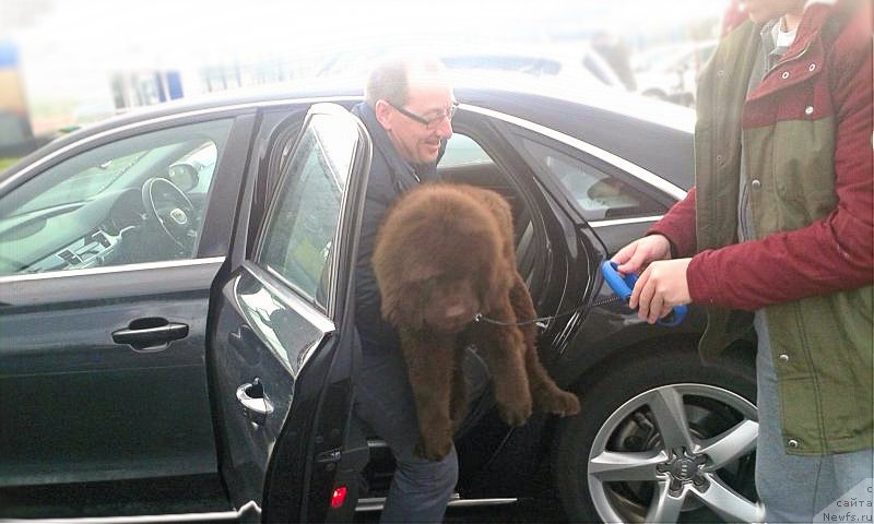 Фото: ньюфаундленд Нобл Кинг Май Лорд Симба
