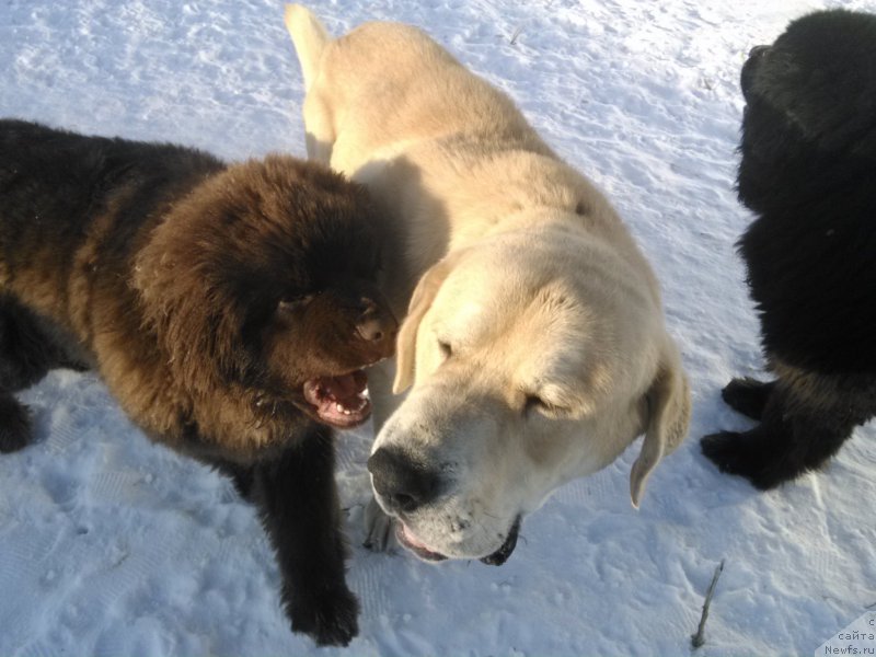 Фото: ньюфаундленд Браунблад МСК Хаким Голд Хайдар (Brownblood MSK Hakim Gold Haydar)