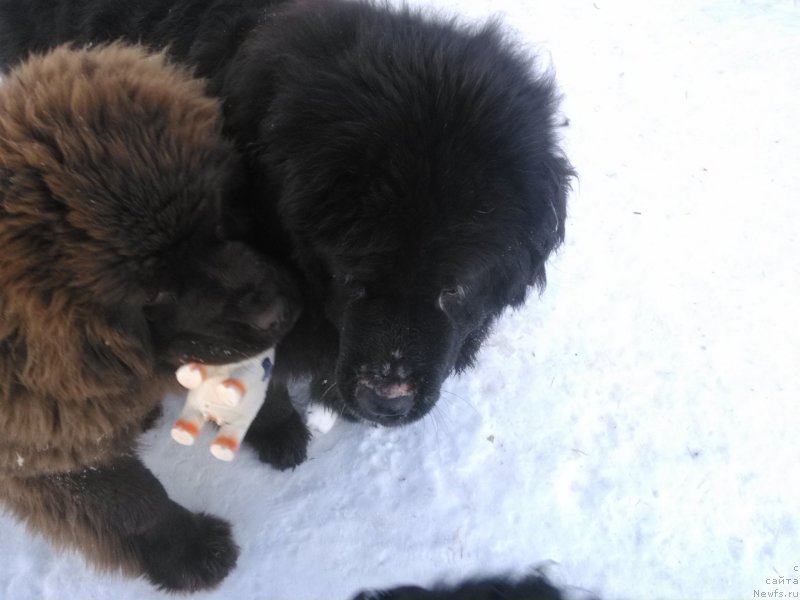 Фото: ньюфаундленд Валенсия Черная Жемчужина