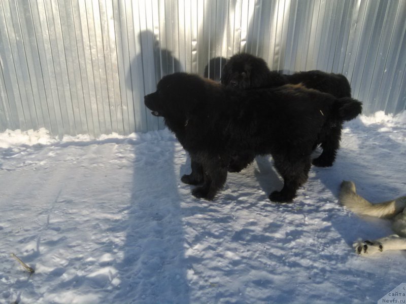 Фотография № 173784