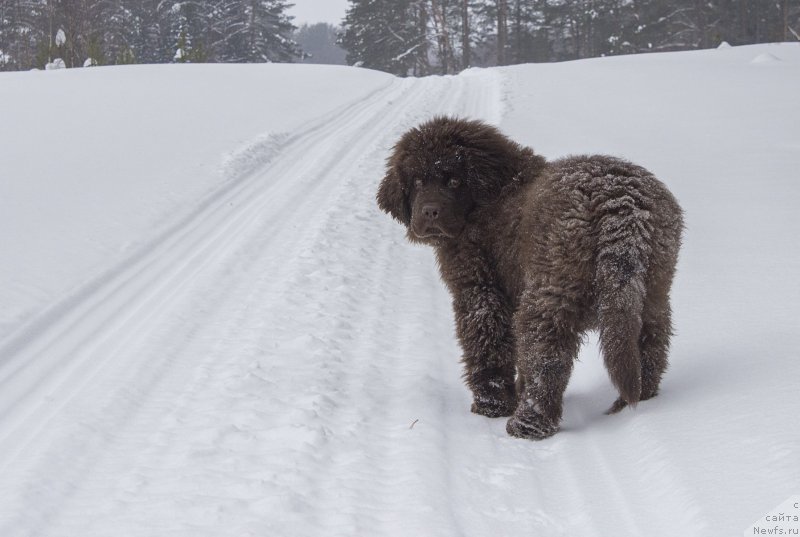 Фото: ньюфаундленд Наоми Таголири фор Браунблад (Naomi Tagoliri for Brouwnblood)