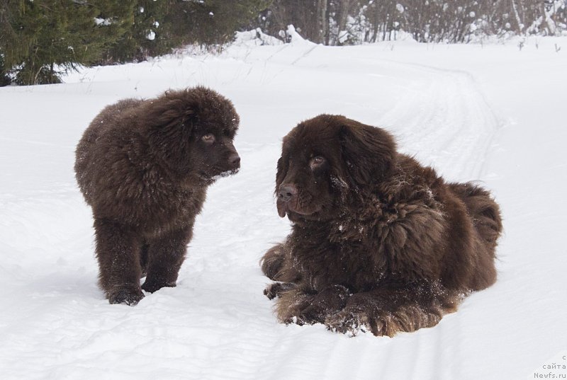 Фото: ньюфаундленд Сверкающая Гора Машаме (Sverkayuzhaya Gora Mashame), ньюфаундленд Наоми Таголири фор Браунблад (Naomi Tagoliri for Brouwnblood)