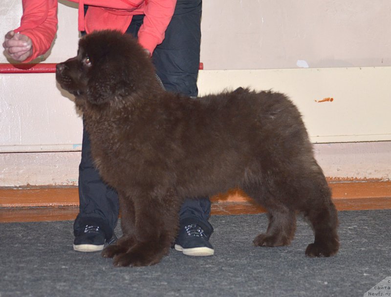 Фотография № 173788