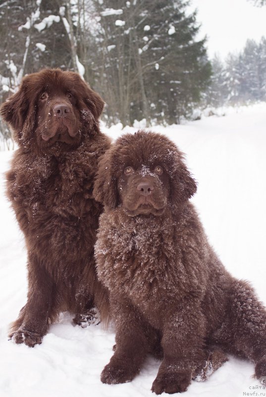 Фото: ньюфаундленд Наоми Таголири фор Браунблад (Naomi Tagoliri for Brouwnblood), ньюфаундленд Сверкающая Гора Машаме (Sverkayuzhaya Gora Mashame)